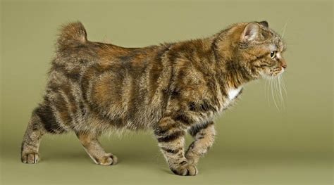 Manx Cats Can Be Traced Back To The Isle Of Man And The Vikings Manx