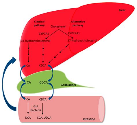 Nutrients Free Full Text The Role Of Vitamin K In Cholestatic Liver