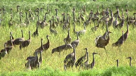 Sandhill Cranes Fall Migration In Alaska Youtube