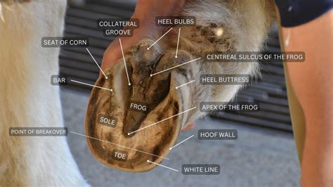 Horse Hoof Anatomy With Pictures Everything You Need To Know About