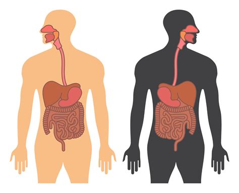 Human Gastrointestinal Tract Or Digestive System Flat Vector Color Icon