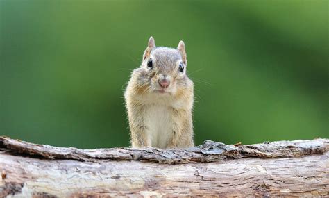 Little Chipmunk Photograph By Sue Feldberg