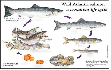 Salmon Life Cycle Diagram Quizlet