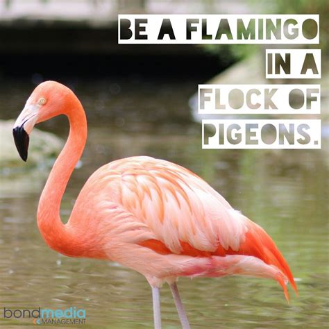 They think of this bird as the symbol of love. Be a flamingo in a flock of pigeons - beautiful quotes 🐤💖👍