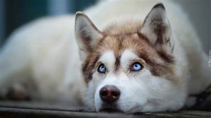 Siberian Husky Facts Fun Huskies Dog Furry