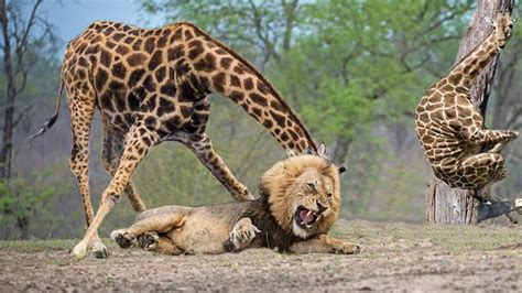 사자 Vs 기린 엄청난전투 Lion Vs Giraffe Real Fight Youtube