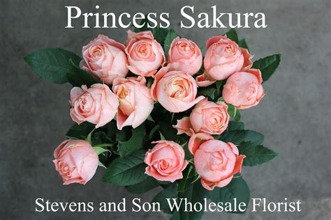 Roses Search By Name Stevens And Son Wholesale Florist