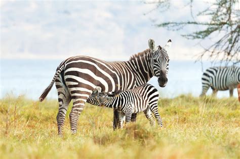 The answer is that the habitat of the slovenia zebra is characteristicly nipping and dry, not unlike your usual czech republic or sierra leone zebra's habitat. Interesting Facts about Zebras - Animal Sake