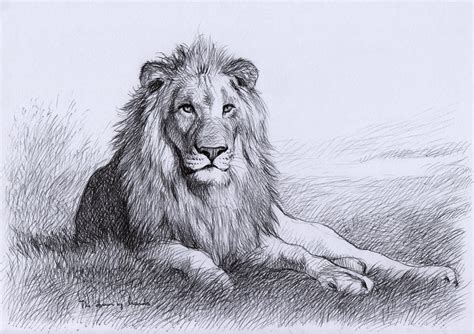 Since childhood, we also often draw with various colored pencils. 17+ Lion Drawings, Pencil Drawings, Sketches | FreeCreatives