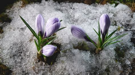 Snow Melting And Crocus Flower Blooming In Spring By