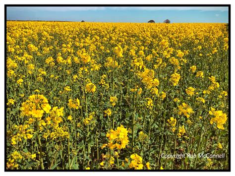 Yellow Flowers In Devon Field Rapeseed Oil Canola Oil Yellow Flowers