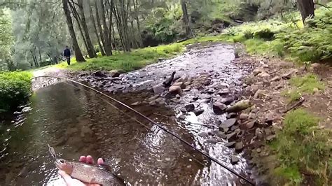 Jenolan River Trout Fishing Youtube