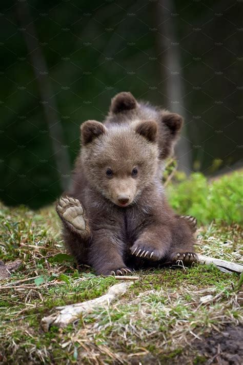 Bear Stock Photo Containing Wildlife And Cub Hayvan Bebekler Vahşi