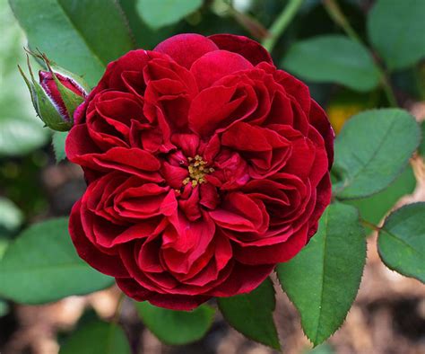 Viimeisimmät twiitit käyttäjältä david austin roses (@daustinroses). Darcey Bussell - David Austin Rose | David austin roses ...