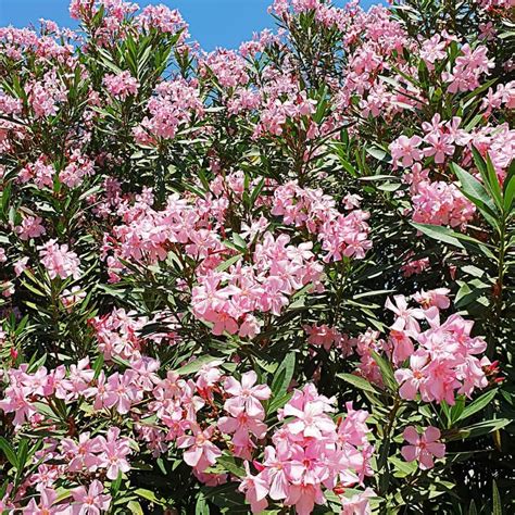 Oleander ‘pink John Renfroe Landscape Architect
