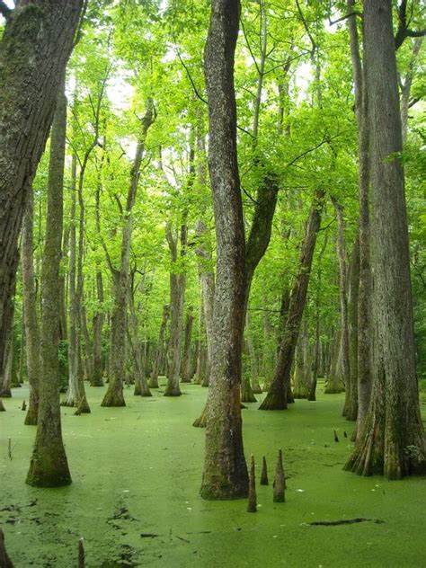 Green Swamp Incredible Places Beautiful Nature Outdoors Adventure