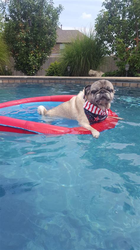 Picasso Pug Enjoying The Pool Rpugs