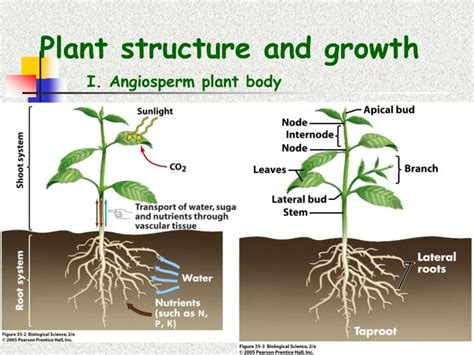 Ppt Plant Structure And Growth Powerpoint Presentation Free Download