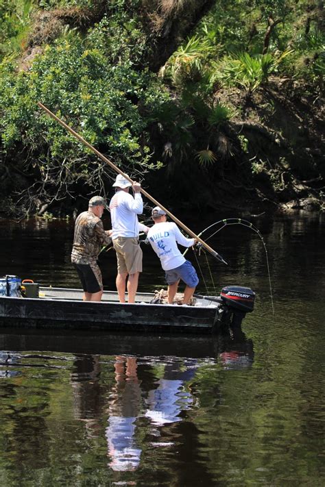 Photos 920 Pound Alligator Caught In Florida After 4 Hour Struggle
