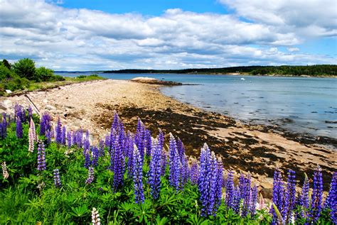 Field Notes And Photos Lupine Downeast Maines Summer Beauty