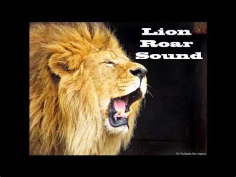 Great precursor to a lion roaring or similar. Lion Roar Sound Effect - YouTube