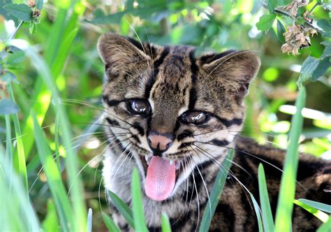Oncilla | Rainforest animals, Endangered rainforest animals, Wild cats