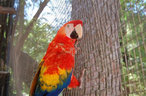 Fotos Gratis Naturaleza Pájaro Bolígrafo Pico Animal Zoo