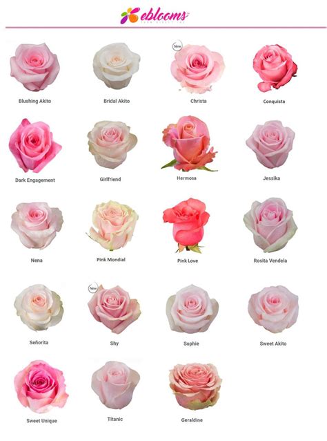 Sweet Unique Rose Variety Pink Ebloomsdirect Eblooms