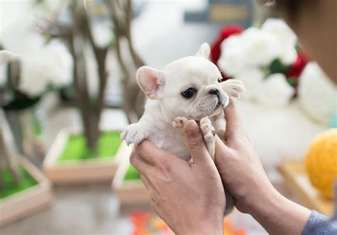 Have puppies often please check out. Molly White Micro French Bulldog