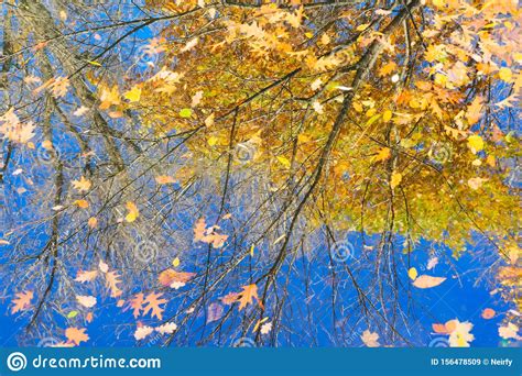 Fall Maple Leaves Stock Image Image Of Background Beam 156478509
