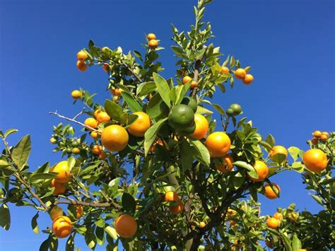 The blossom of the orange tree (citrus sinensis) is one of the most fragrant flowers in florida. Florida's Natural Grove House Visitor Center in Lake Wales ...