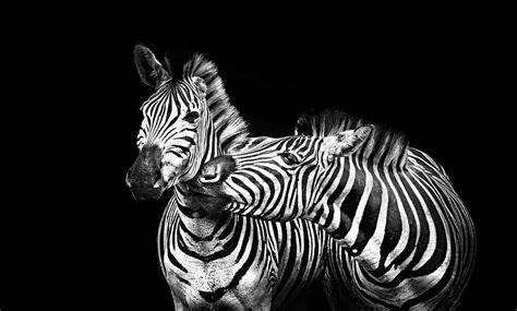 Free Download Two Zebra Portrait Zebras Stripes Black And White