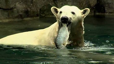 Do Polar Bears Eat Fish Why Do Polar Bears Eat Fish Zooologist
