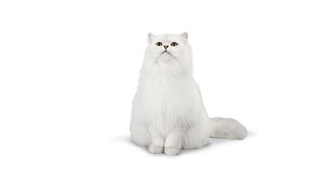 persian cat png clipart png all png all