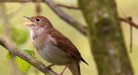 We did not find results for: Nachtigall bald vom Aussterben bedroht? | Naturschutz.ch