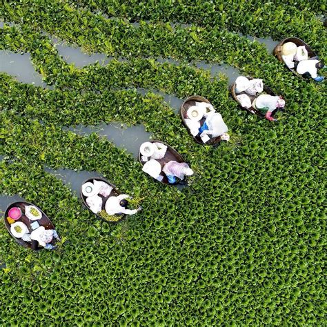 Farmers Collect Water Chestnuts On Qiuxue Lake Taizhou China On