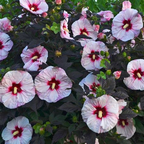 Summerific Perfect Storm Hardy Hibiscus Plant Rose Mallow Hardy