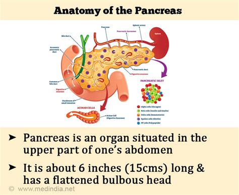 Pancreatitis Anatomy And Physiology Of The Pancreas