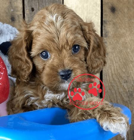 We have passionately bred and given out puppies to many homes around the world at very affordable rates. Breeders California - Puppies For Sale Under $500 in ...