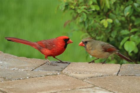 Cardinal Couple Feederwatch