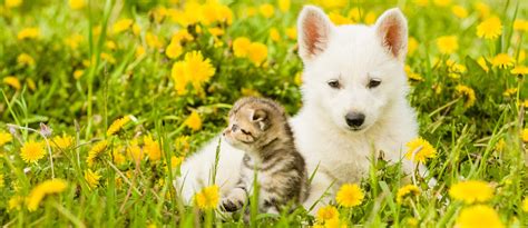 Cutest Pet Photo Contest