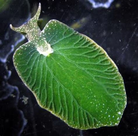 Incredible Creatures That Use Photosynthesis For Energy
