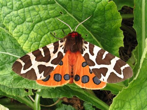 British Moths Have Crashed In Numbers Over Past 40 Years As Part Of