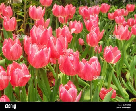 Tulip Flower In Garden Hi Res Stock Photography And Images Alamy