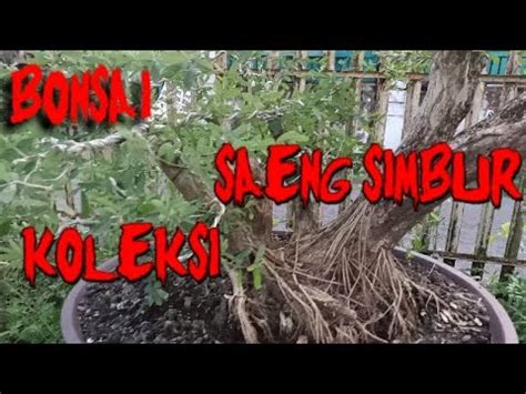 Bonsai Saeng Simbur Desmodium YouTube