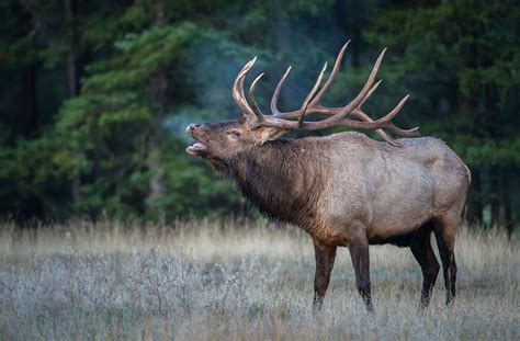 Kentucky Offers New Elk Hunting Permit Option