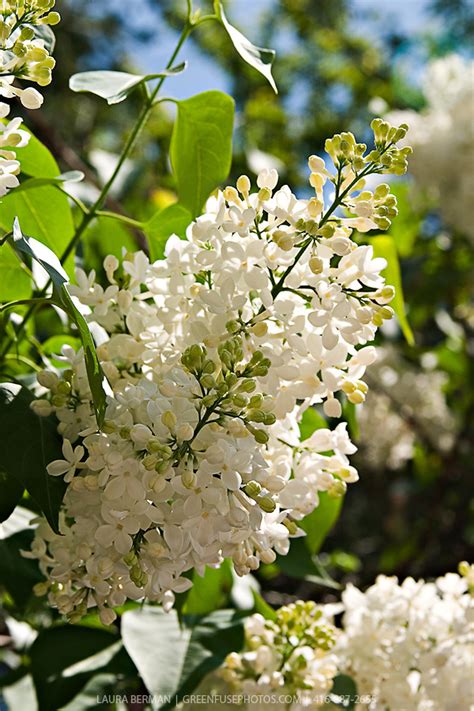 Ivory Silk Japanese Tree Lilac Syringa Reticulata Ivory Silk Greenfuse Photos Garden