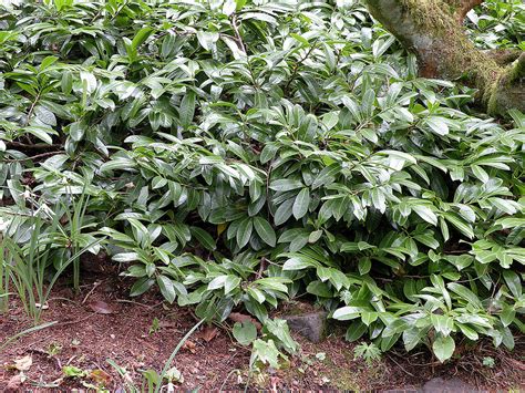 Great Plant Pick Prunus Laurocerasus ‘mount Vernon Dwarf English