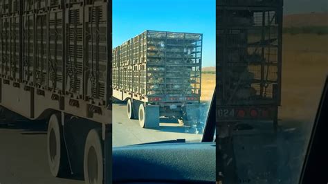 Trucker Transporting Thousands Of Live Chickens Crammed Inside Cages 🐤🚛 Youtube