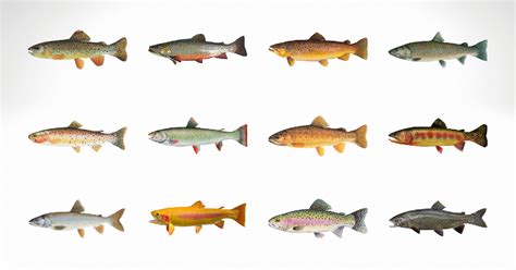 Types Of Trout 13 North American Trout Species Broken Down